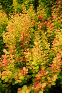 Picture of Berberis